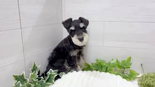 ミニチュアシュナウザーの動画01