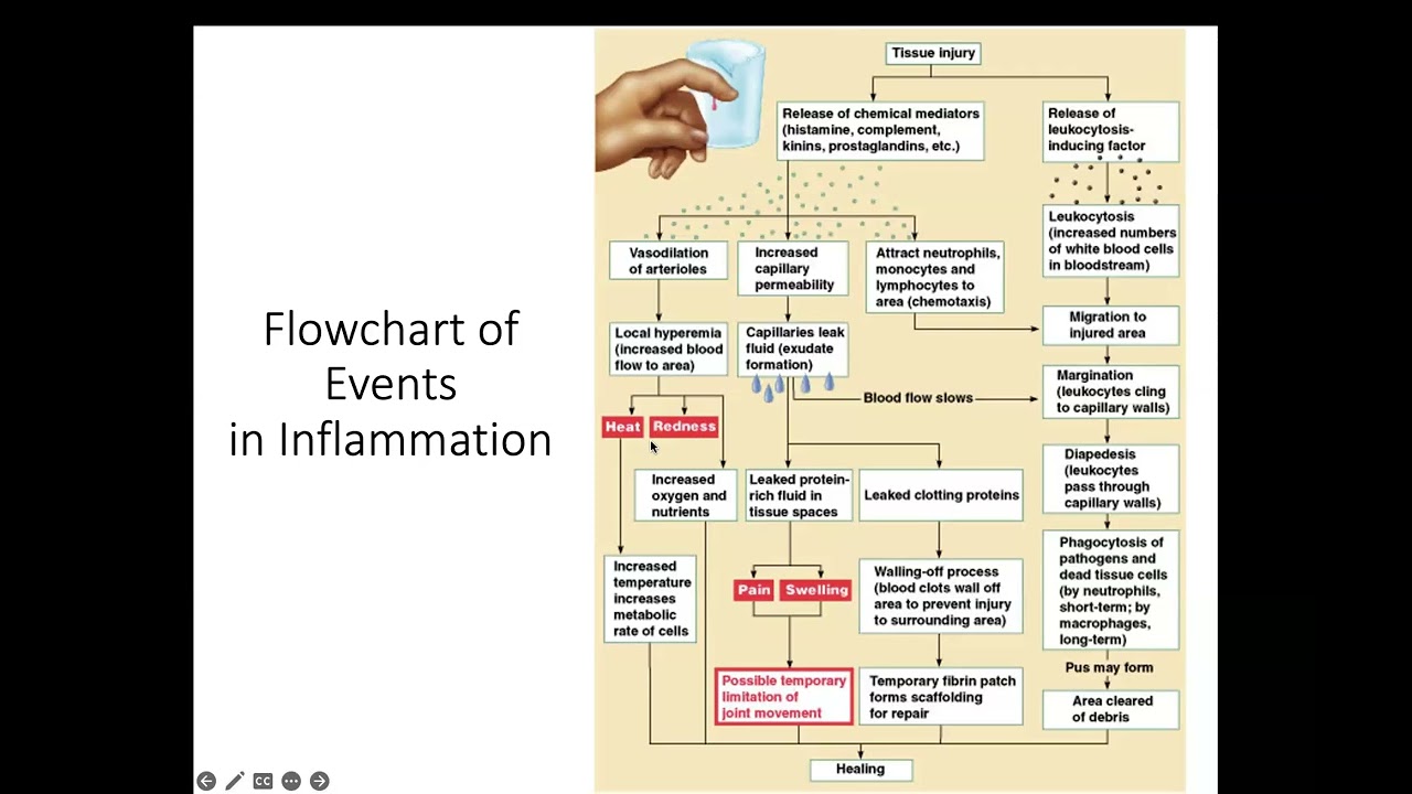 Topic 2 - Inflammatory Response and Wound Healing