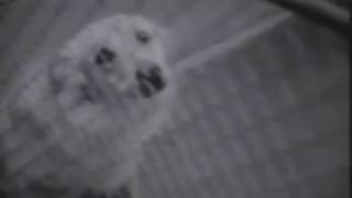 Swirlies &quot;Bell&quot; (1993)