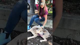 Video preview image #1 Mutt Puppy For Sale in Pasadena, CA, USA