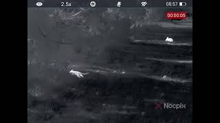 Squirrel and Hare with the Nocpix H35R Thermal Monocular!