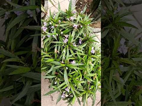 flower 🌸#garden #flowers #nishu