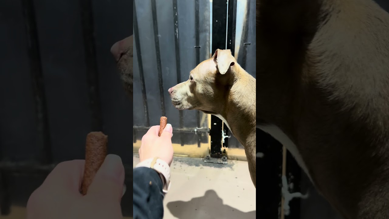 Napa video preview
