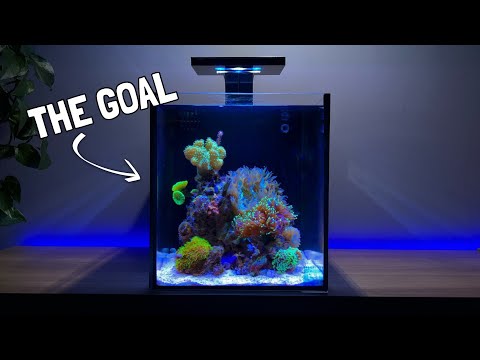 Adding the First Corals to my Nano Reef Tank