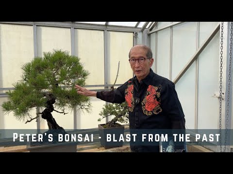 Peter's Bonsai - Blasts From the Past