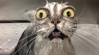 Смешные коты и котята! 🐈 Милахи коты 🐈 Смешные и милые моменты