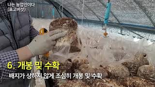 표고버섯 재배 종류와 좋은 표고버섯 고르는 방법 | 나는 농업인이다
