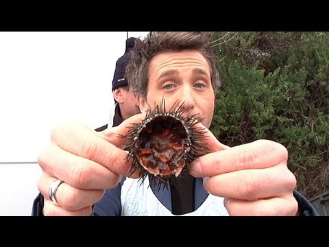 comment ouvrir et manger des oursins