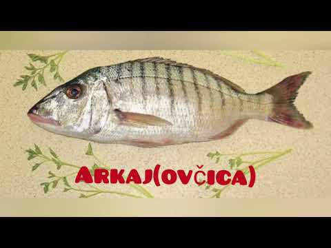 RIBE JADRANSKOG MORA🐟