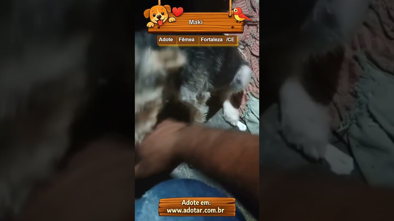 Cachorro raça SRD-ViraLata idade 2 a 6 meses nome Maki