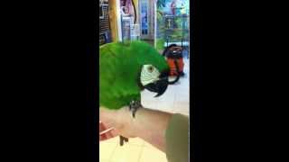 preview picture of video 'Liu the severe macaw talking at the Wilson Parrot Foundation 2'