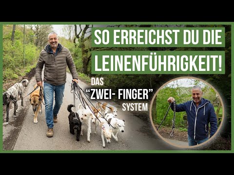 Want to take a relaxing walk with your dog? 🤔 Here's what you should know ❤️