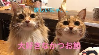 【夢中】かつおぶしが好きすぎて思わぬ行動に⁉  るるさん＆まろん　癒し＆セラピー メインクーン