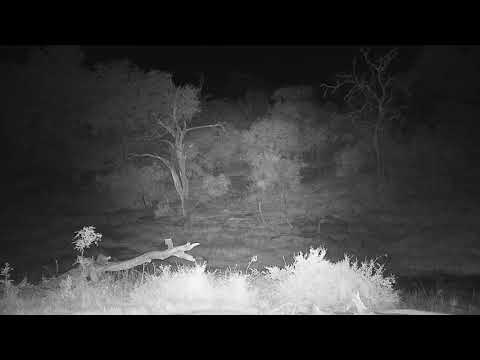 Djuma: Sights and sounds along with audio of lion roaring - 01:25 - 06/10/19