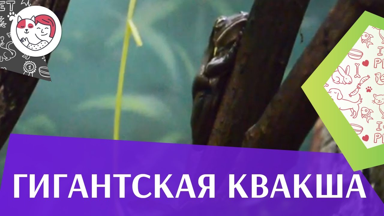 Гигантская квакша Рацион питания на ilikepet
