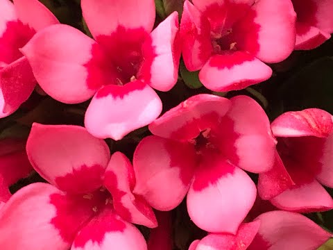 Sangeeta Bhattacharjee A cultural trip to Assam (Dutch-Indian collab)