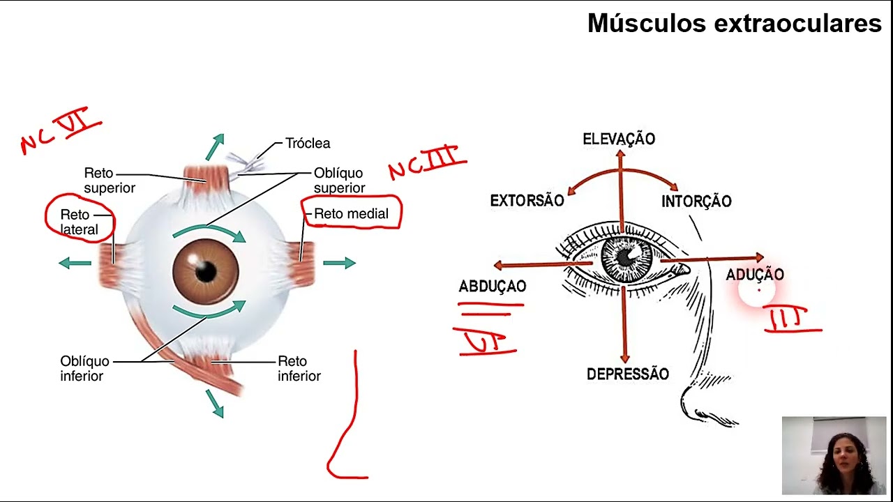 Reflexo vestíbulo-ocular (RVO)
