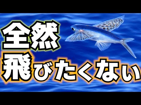トビウオ ~種類と特徴~