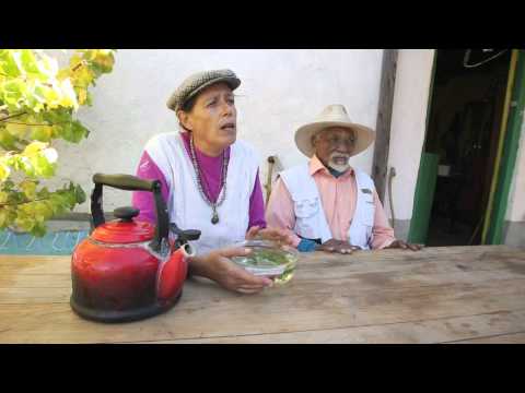 Dagbreek: Van nature - Katjie-drie-blaar