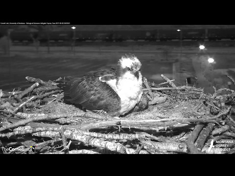 Iris Lays Egg #4 on an Early Morning in Hellgate – May 5, 2017