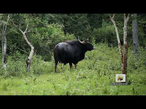 India Gaur (Bison) Roaring during mating season. Kabini - Nagarahole Tiger Reserve.