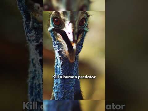 Cassowary Attacks Everything Which Moves