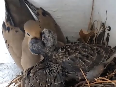 Mourning dove struggles to feed ravenous chicks  July 15, 2017