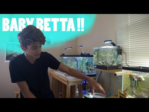 GETTING NEW BETTA FISH!!