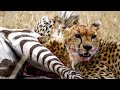 Cheetah Attacks Zebra In Brutal Hunt Deadly Wildlife Encounter Amitdevkush