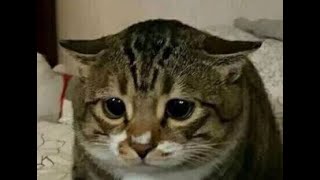 [閒聊] Realforce 是不是過譽了？