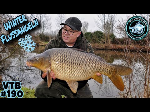 CARP FISHING VTB #190 - Winter River Fishing at Low Water #2026 #carpfishing #river