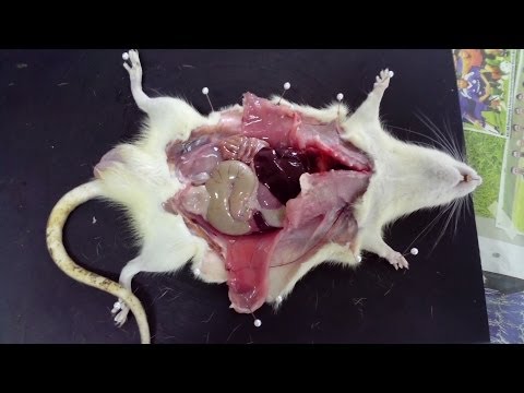 image-What does the diaphragm do in a rat?