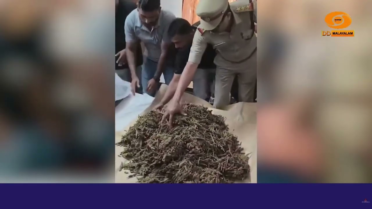 ഓപ്പറേഷൻ തണ്ടർ: കണ്ണൂരിൽ 12 കിലോ കഞ്ചാവ് പിടികൂടി | 3 പേ