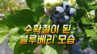 수확철이 된 블루베리 모습