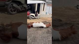 Download lagu ayoo playon ae yoo lee😹 #videolucu #horse #kuda #viralvideo mp3