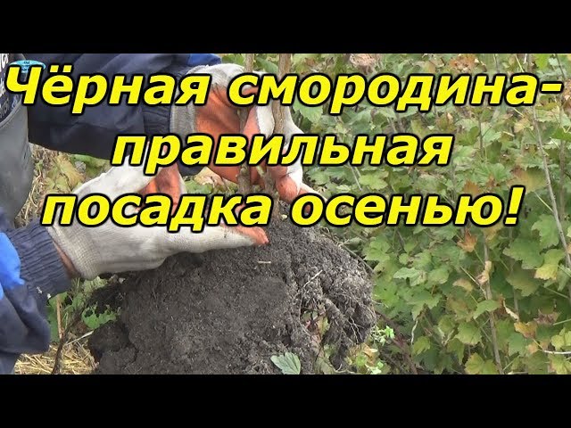 Когда пересаживать калину