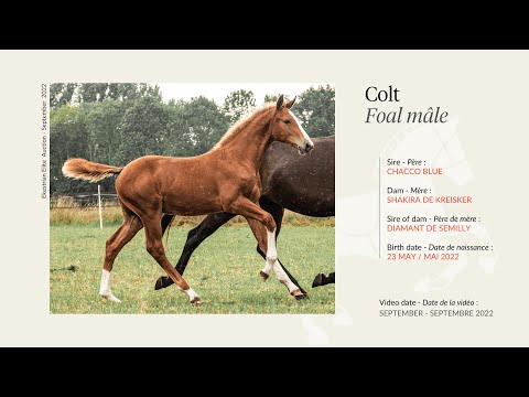 Lot 3 - Colt - Chacco Blue x Shakira de Kreisker (by Diamant de Semilly) - 1st version