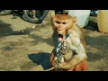 Bandar ka Khel | Baby Monkey Dance | Madaari aur Bandar ka naach | Bandar ka Tamasha | Street Show Bandar ka Khel | Baby Monkey Dance | Madaari aur Bandar ka naach | Bandar ka Tamasha | Street Show