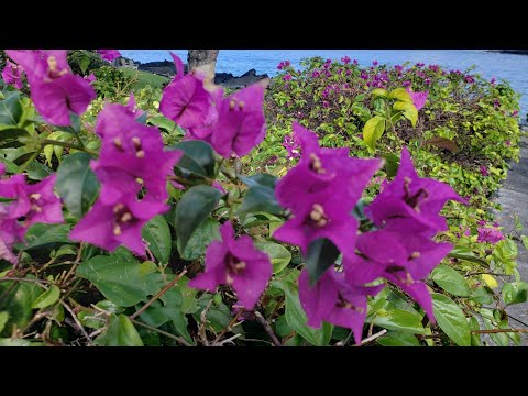 Harvest Block - Episode 11 (Tier 6 soil and the forever lasting off camera work)