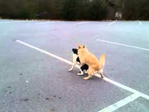 YouTube video about: When dogs try to play leapfrog?