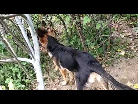 cute dog's/_honey /tieson ❤️❤️