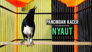 Download lagu SUARA BURUNG kacer gacor NGEPLONG tarung konslet ini ampuh buat PANCINGAN KACER agar EMOSI NYAUT mp3