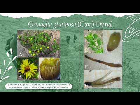 Taxonomía y distribución de Grindelia Willd. (Asteraceae) de las provincias de Islay y Arequipa.