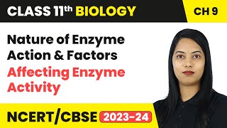Nature of Enzyme Action & Factors Affecting Enzyme Activity - Biomolecules | Class 11 Biology Ch 9
