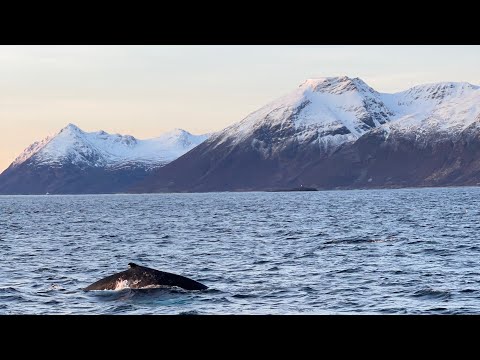 Amazing Orca and Humpback Whale Watching in Tromsø, Norway! | Robdoesitall