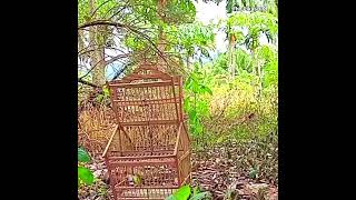 Download lagu Sirtu sang penguasa kebun pepaya berhasil kita bawa pulang #burung #sirtujantan #kicaumania #trap mp3 Download lagu Sirtu sang penguasa kebun pepaya berhasil kita bawa pulang #burung #sirtujantan #kicaumania #trap mp3