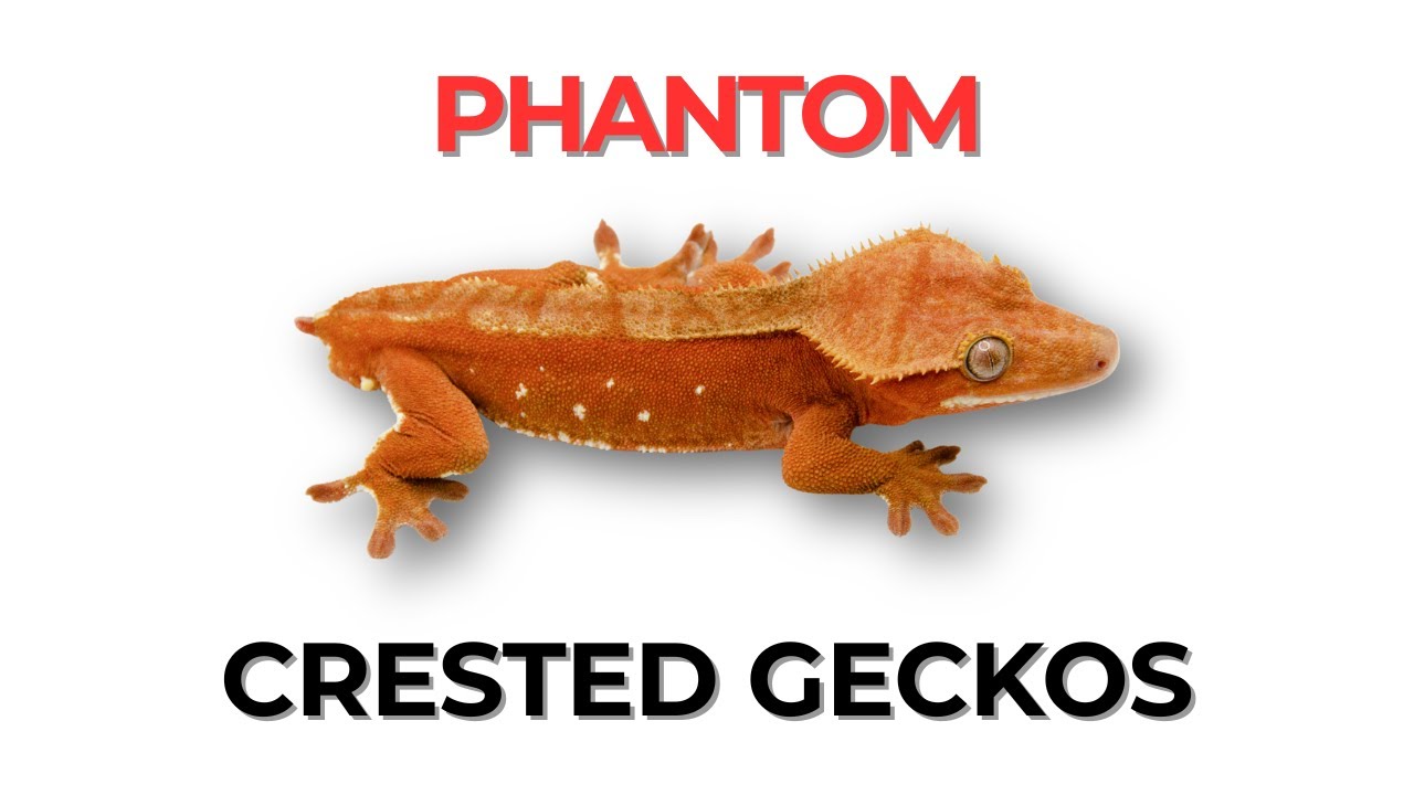 Phantom and Patternless Crested Geckos