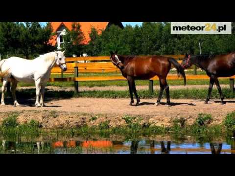 Agroturystyka Stajnia Wikno - Wikno meteor24.pl