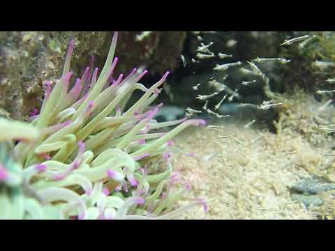 Anemonia viridis