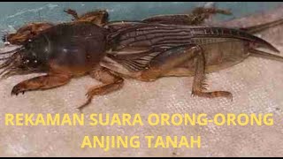 Download lagu (DURASI 5 MENIT)_Suara Orong-Orong/Anjing Tanah/Gaang/Gryllotalpa/Mole Cricket mp3